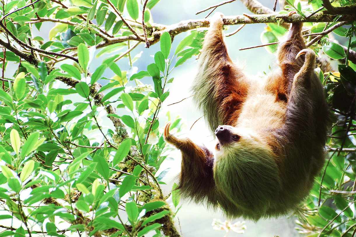 A sloth hanging upside down in a tree in Costa Rica