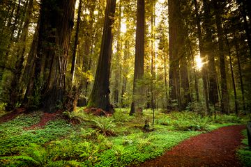 Redwood trail through Humboldt Redwoods State Park