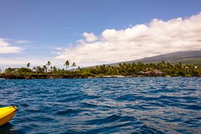 View of palm trees along the coast of Hawaii