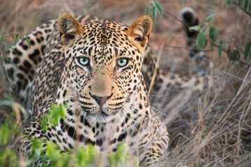 A leopard lays in grass