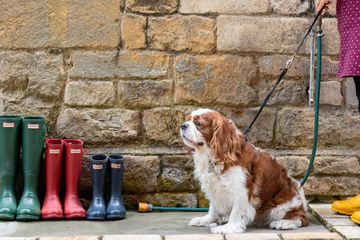 A dog sits at a pet wash station near a line of colorful rain boots