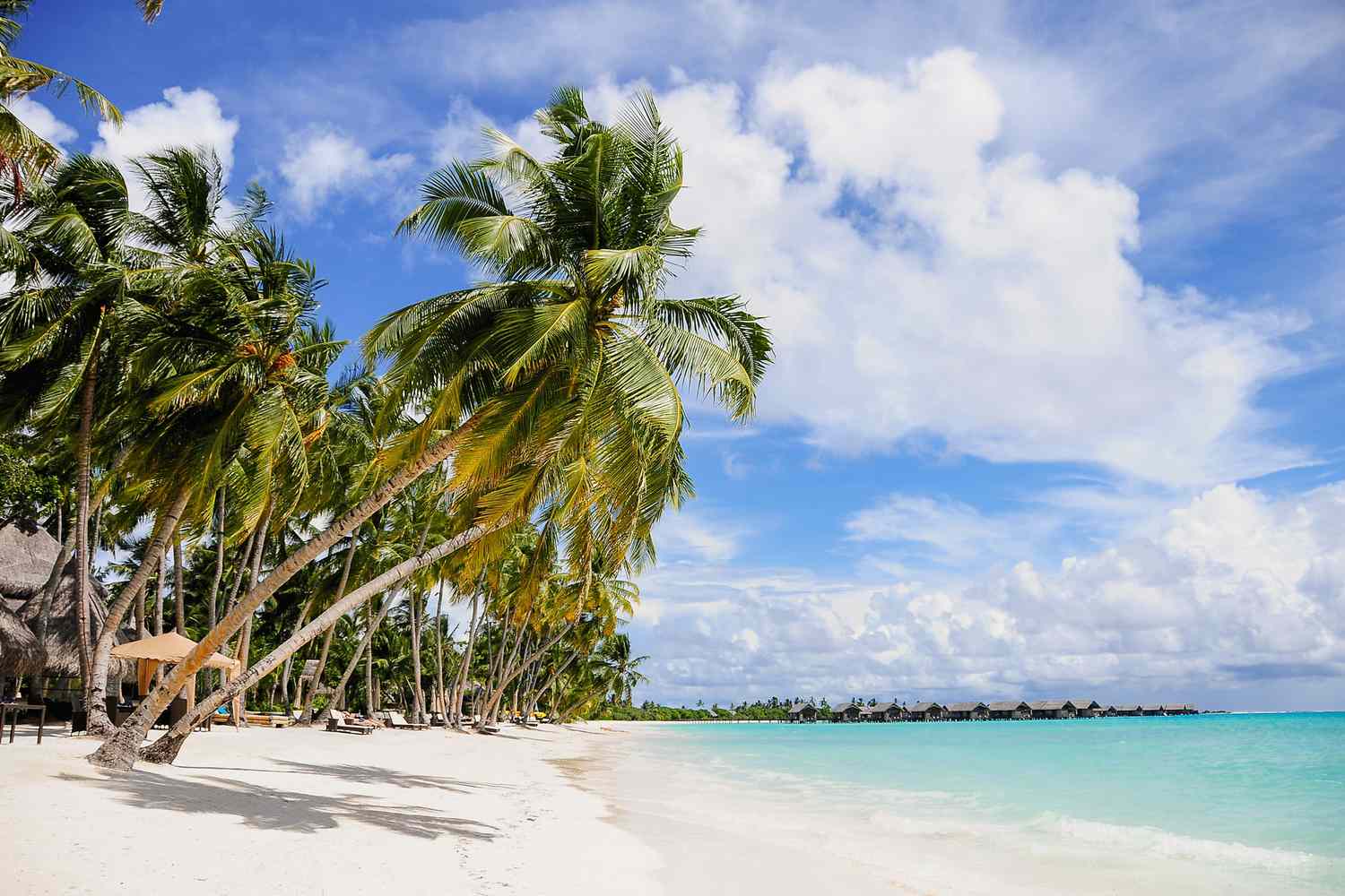 Palm trees on a white sand beach of the Maldives