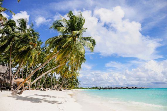 Palm trees on a white sand beach of the Maldives
