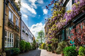 A traditional mews house covered with purple wisteria flowers in bloom on a cobbled street in London, UK. The street is lined with lush foliage and potted plants.