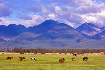 Classic Montana landscape of horses, fields and mountains 