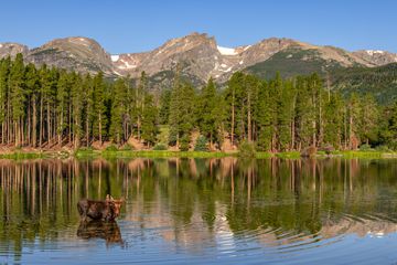 Bull Moose at Sprague Lake in the early morning light.