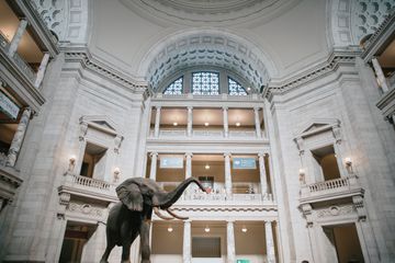 An elephant state in the National Museum of Natural History