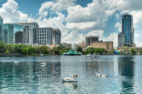 Orlando Florida swan birds float along the waters of Lake Eola park in downtown