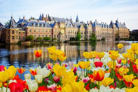 Colorful tulips are shown in the foreground with a river and the parliament building of The Hague, Netherlands, in the background