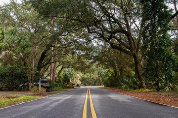 Green trees at Hilton Head Island in South Carolina 