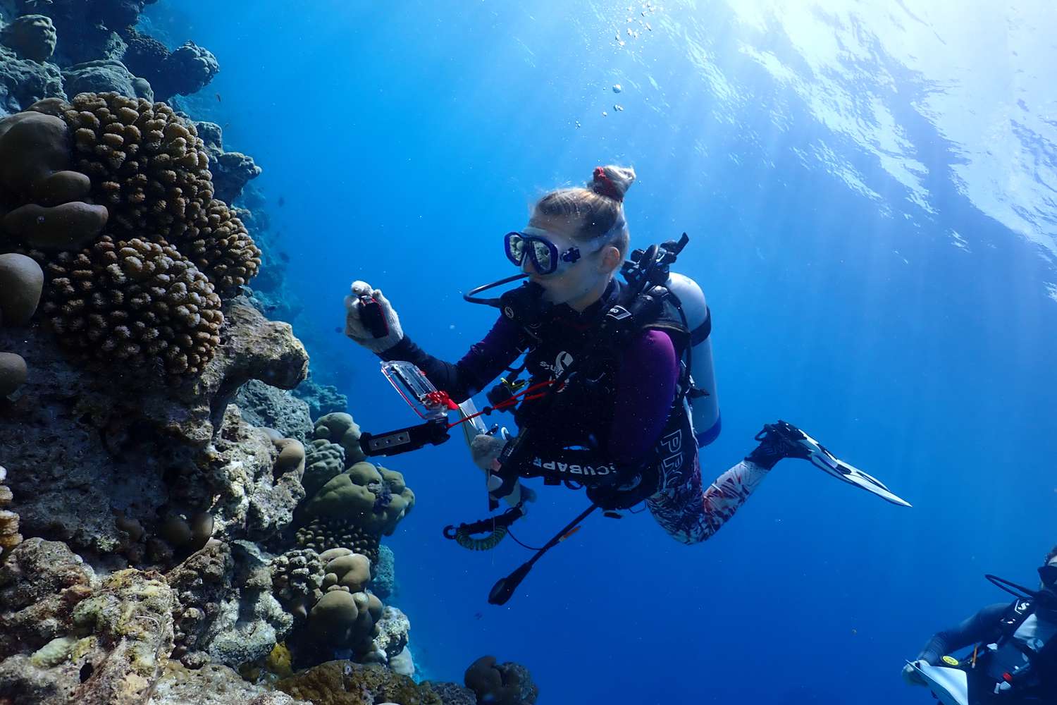 A scuba diver examining coral.
