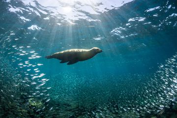 California Sea Lion at Los Islotes