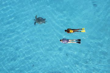 A large sea turtle and two snorkelers in Australia