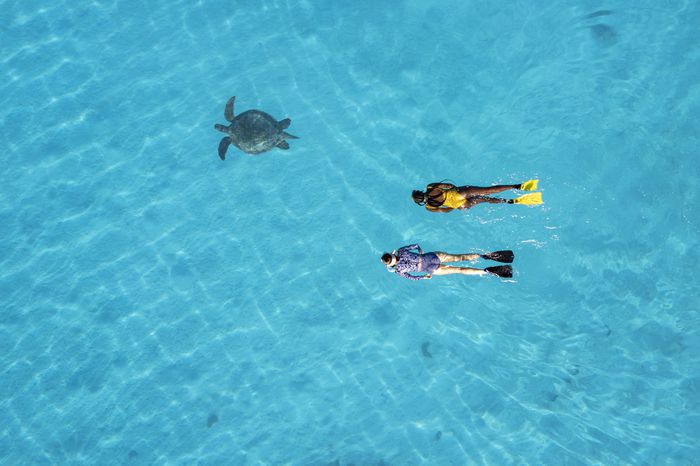 A large sea turtle and two snorkelers in Australia