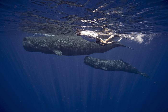 A person swims with a whale and its calf