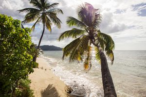 Two palm trees on the beach with sun flare 