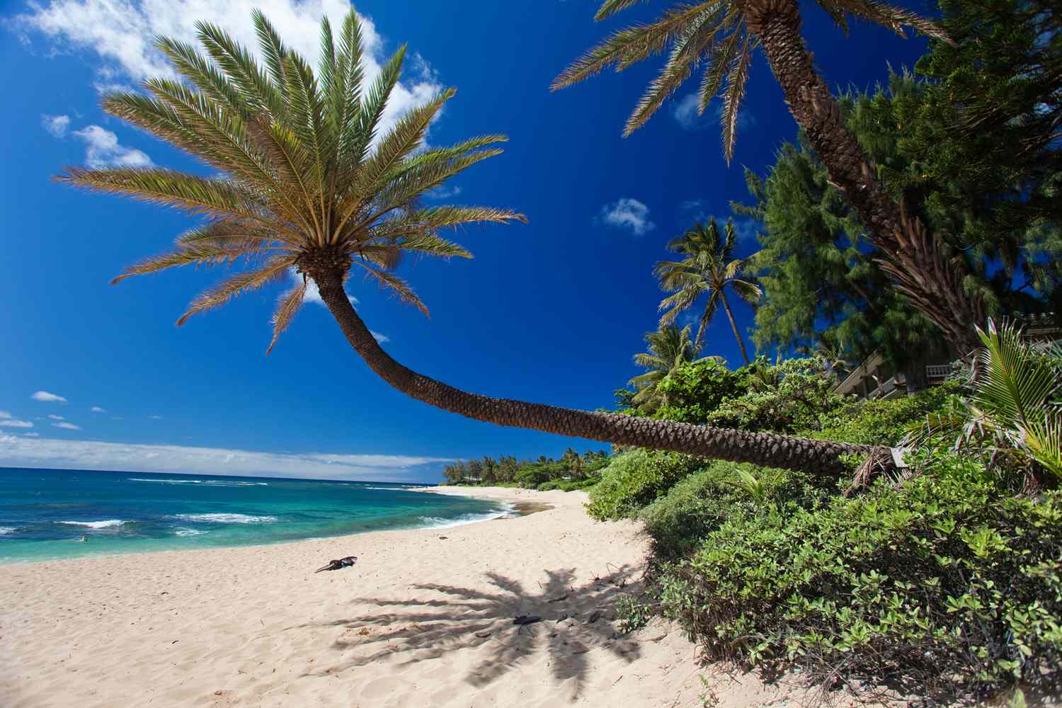 A low hanging palm tree at Sunset Beach
