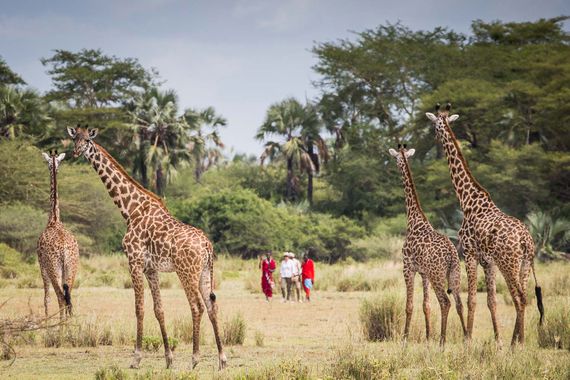 Giraffes seen on a walking safari in Tanzania.