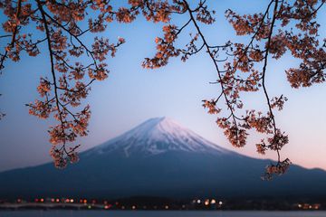 Standing on the shores of Lake Kawaguchi at sunset, the view is adorned with countless cherry blossom trees. The splendid scenery blends the gentle beauty of the cherry blossoms with the grandeur of Mount Fuji.