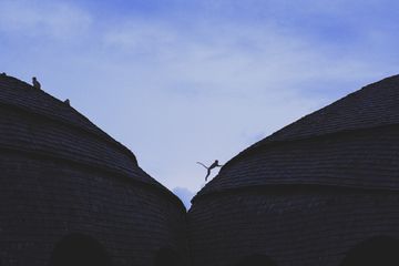 Monkeys on rooftops at Wild Coast Tented Lodge