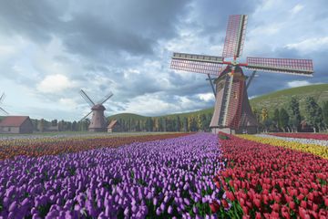 Field of colorful tulips and windmills in Holland