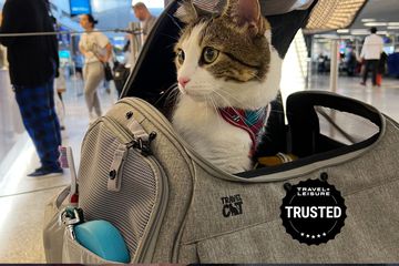 Cat looking out from Travel Cat The Transpurrter Ultimate Calming Convertible Cat Carrier