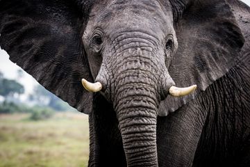 A portrait of an elephant, Mombo, Botswana