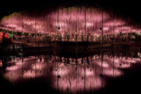 Wisterias in Japan