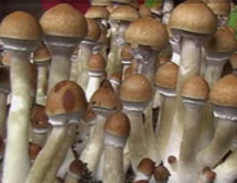 Buy Brazilian Mushroom Spores