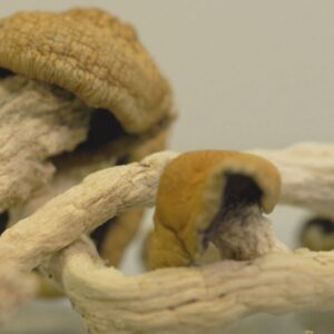 Buy Transkei Magic Mushroom Spores